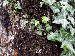 Hedera helix