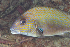 Plectorhinchinae