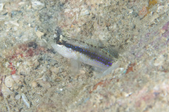 Asterropteryx striata