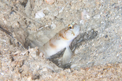 Amblyeleotris masuii