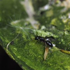 Camponotus fallax