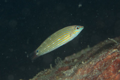 Halichoeres melanurus