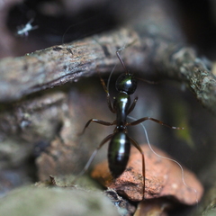 Camponotus fallax