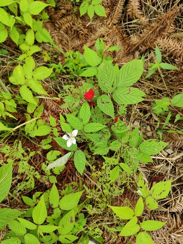 Hirsute raspberry