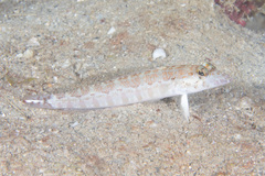 Parapercis millepunctata