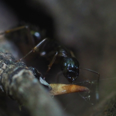 Camponotus fallax