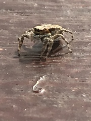 Menemerus bivittatus