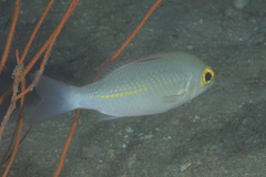 Scolopsis ciliata