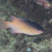 Greyback Damselfish - Photo (c) Mark Rosenstein, some rights reserved (CC BY-NC), uploaded by Mark Rosenstein