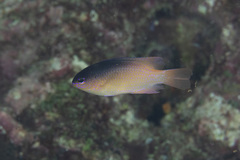 Chrysiptera caesifrons