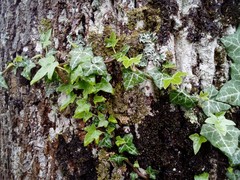 Hedera helix