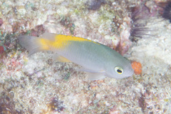 Pomacentrus lepidogenys