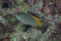 Pomacentrus lepidogenys