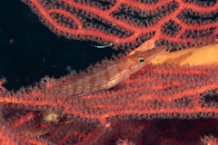 Oxycirrhites typus