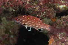 Bodianus dictynna