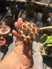 Hoya kerrii