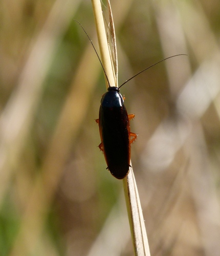 Photo of Dark Wood Cockroach (Ischnoptera deropeltiformis)