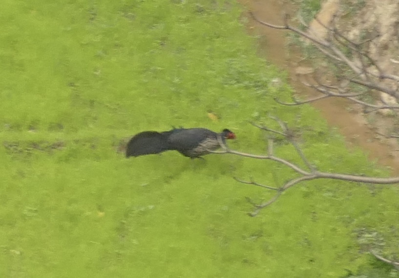 Kalij Pheasant