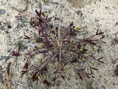 Euphorbia ipecacuanhae