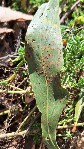 Uromycladium simplex