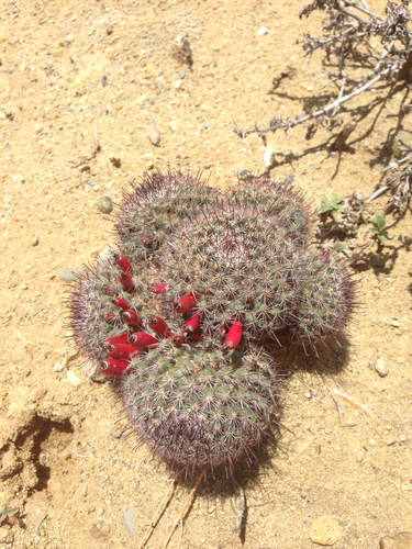 Peninsular fishhook cactus