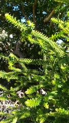 Melaleuca diosmifolia
