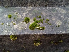 Orthotrichum diaphanum