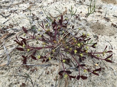 Euphorbia ipecacuanhae