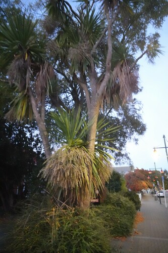 Cordyline australis