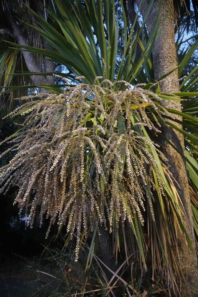 New Zealand cabbage tree