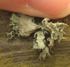 Ramalina canariensis