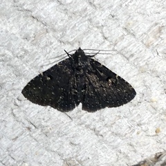 Metalectra tantillus