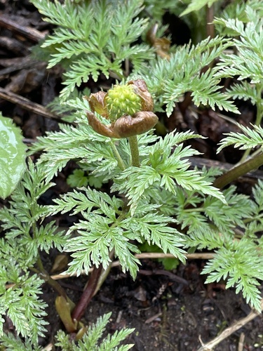 Adonis amurensis iNat (3)