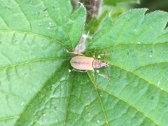 Phyllobius argentatus