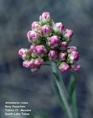 Antennaria geyeri