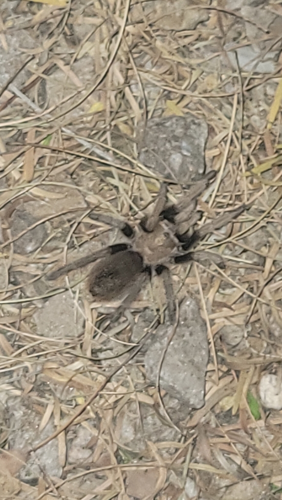 Desert Blonde Tarantula from Miramonte at the River, Tucson, AZ, USA on