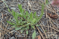 Antennaria geyeri