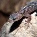 European Leaf-toed Gecko - Photo (c) Vincent Rufray, some rights reserved (CC BY-NC), uploaded by Vincent Rufray