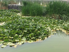 Nymphaea mexicana