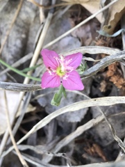 Oenothera rosea