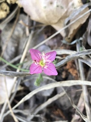 Oenothera rosea