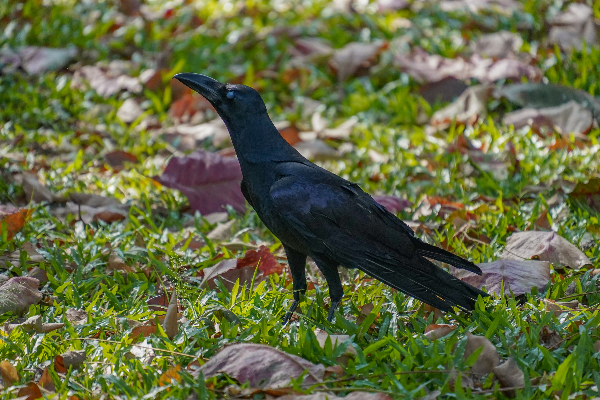 Crow プロフ必読 Large-billed Crow - Corvus macrorhynchos - Observation.org
