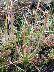 Drosera filiformis