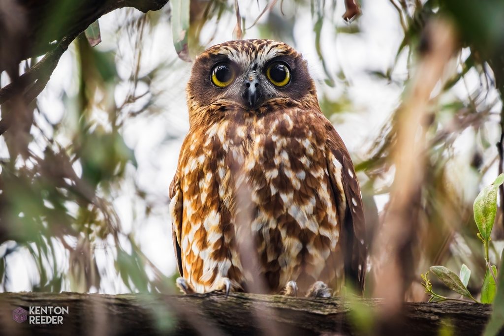 Australian Boobook photo