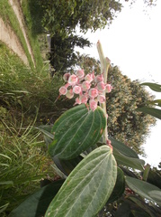 Cavendishia pubescens