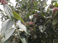 Cavendishia pubescens