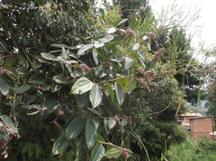 Cavendishia pubescens