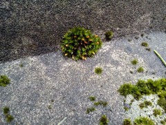 Orthotrichum diaphanum