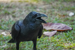 Large-Billed Crow photo 2