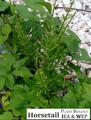 Equisetum arvense